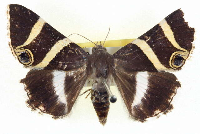 Grammodes ocellata Tepper 1890的圖片