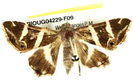 Grammodes pulcherrima Lucas 1892的圖片