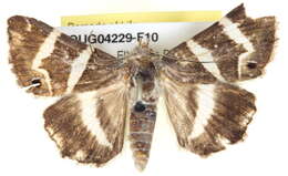 Grammodes pulcherrima Lucas 1892的圖片