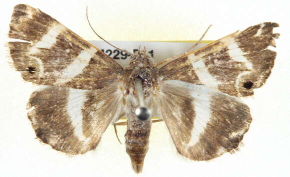 Grammodes pulcherrima Lucas 1892的圖片