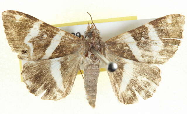 Grammodes pulcherrima Lucas 1892的圖片