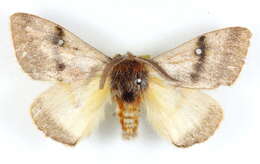 Image of Anthela unisigna Swinhoe 1903