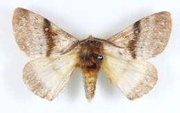 Image of Anthela unisigna Swinhoe 1903