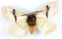 Image of Anthela unisigna Swinhoe 1903