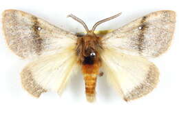 Image of Anthela unisigna Swinhoe 1903