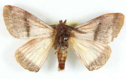 Image of Anthela unisigna Swinhoe 1903