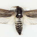 صورة <i>Endoxyla punctifimbria</i>