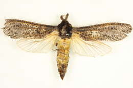 Image of <i>Endoxyla duponchelii</i>