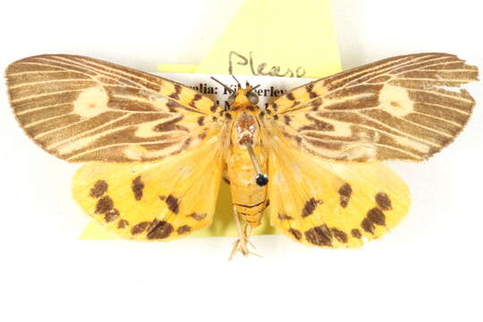 Image of Asota plagiata Walker 1854