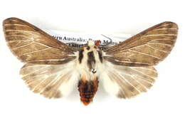 Image of <i>Spilosoma glatignyi</i>