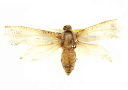 Image of <i>Endoxyla duponchelii</i>