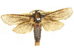 Image of <i>Endoxyla biarpiti</i>