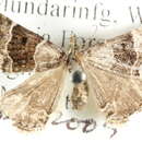 Image of Dichromodes partitaria Walker 1866