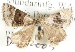 Image of Dichromodes partitaria Walker 1866