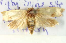 Image of <i>Chrysonoma gilvella</i>