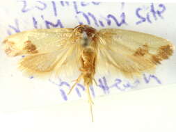 Image of <i>Chrysonoma gilvella</i>