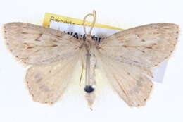 Image of Crypsiphona melanosema Meyrick 1888