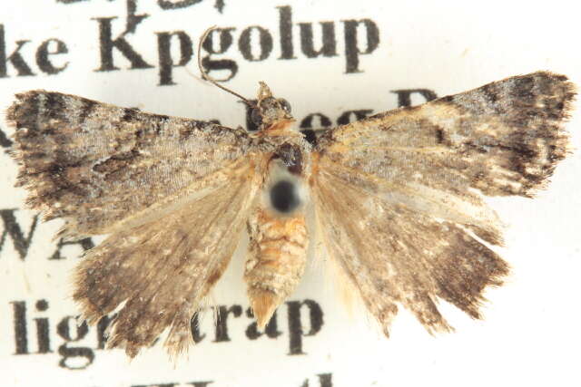 Image of Dichromodes anelictis Meyrick 1890