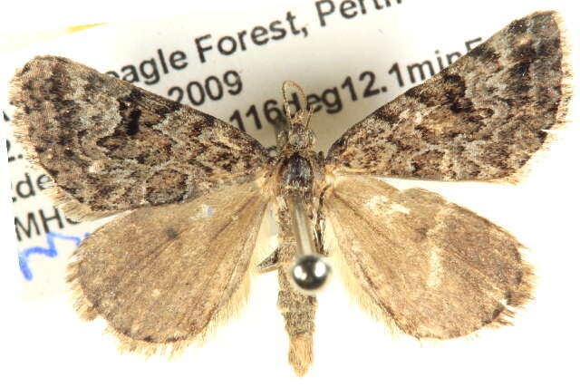 Image of Dry-country Heath Moth