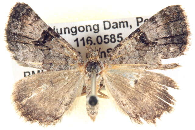 Image of Dry-country Heath Moth