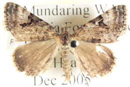 Image of Dry-country Heath Moth