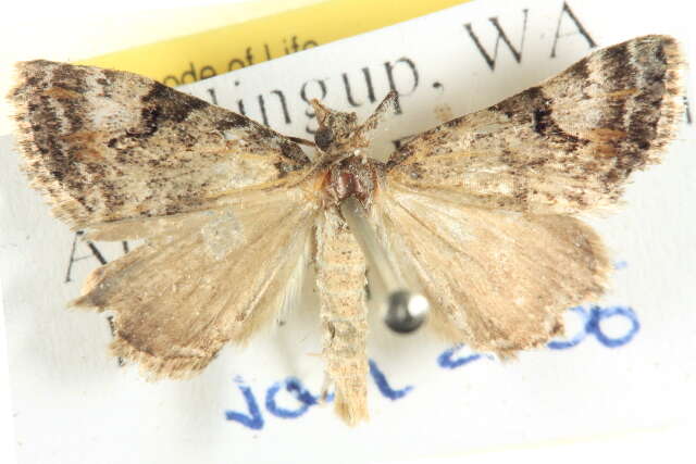 Image of Dry-country Heath Moth