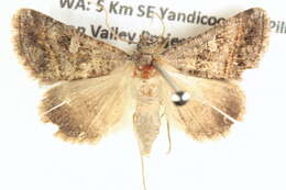 Image of <i>Acantholipes juba</i>