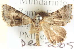 Image of Dichromodes partitaria Walker 1866