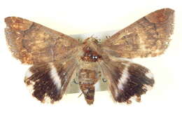 Image of Croton caterpillar