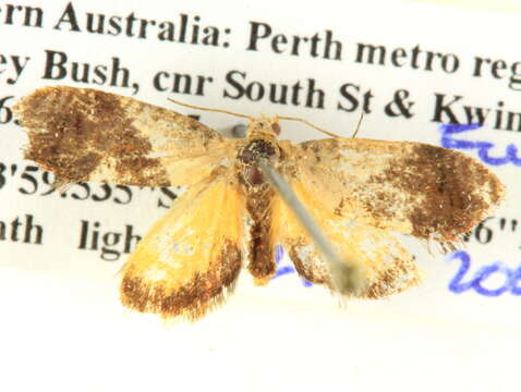 Image of Hypertropha chlaenota Meyrick 1886