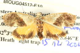 Image of Hypertropha chlaenota Meyrick 1886