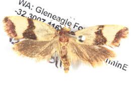 Image of Chrysonoma fascialis Fabricius 1775