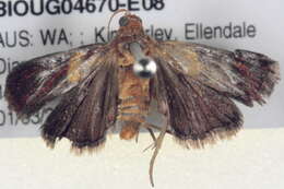 Image of Etiella walsinghamella Ragonot 1888