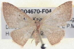 Image of Poecilasthena xylocyma Meyrick 1891