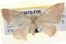 Image of Poecilasthena xylocyma Meyrick 1891