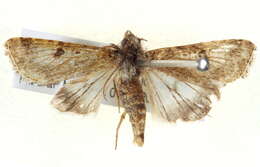 Image of <i>Heliothis punctifera</i>