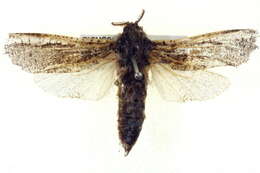 Image of <i>Endoxyla coscinopa</i>