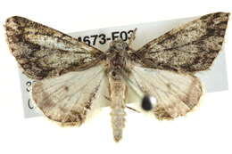 Image of Chlenomorpha