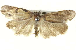 Image of <i>Notosara acosmeta</i>