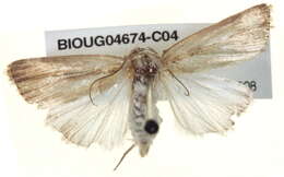 Image of Cutworm