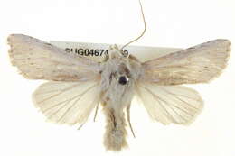 Image of Chabuata dentosa Turner 1911