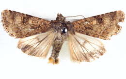 Image of <i>Heliothis punctifera</i>