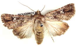 Image of Ectopatria clavigera Turner 1943