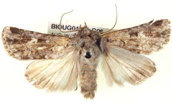 Image of Ectopatria deloptis Lower 1908