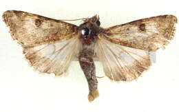 Image of <i>Heliothis punctifera</i>