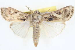 Sivun Spodoptera litura Fabricius 1775 kuva