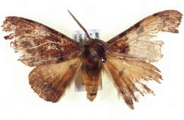 Image of Anthela