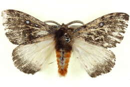 Image of Anthela stygiana (Butler 1882)
