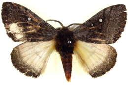 Image of Anthela stygiana (Butler 1882)