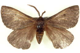 Image of Anthela clementi (Swinhoe 1902)